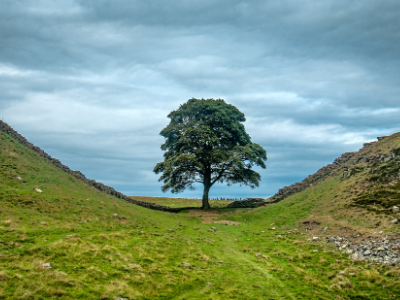 Sycamore gap